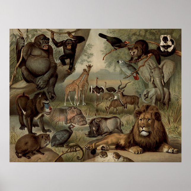 Poster L'affiche de la jungle Vintage (Devant)