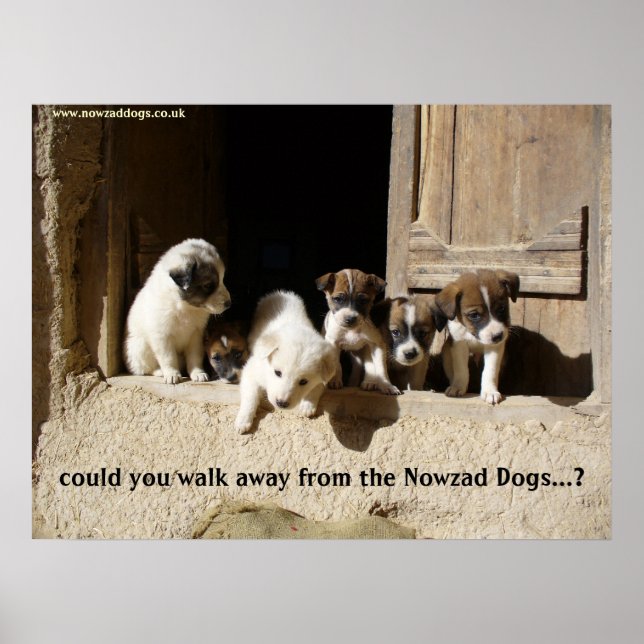 Poster L'affiche de Nowzad Puppies (Devant)