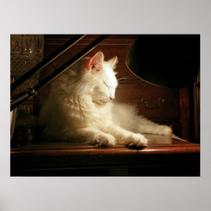 Poster L'affiche de Sa Majesté Matisse sur le chat blanc