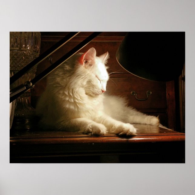 Poster L'affiche de Sa Majesté Matisse sur le chat blanc (Devant)