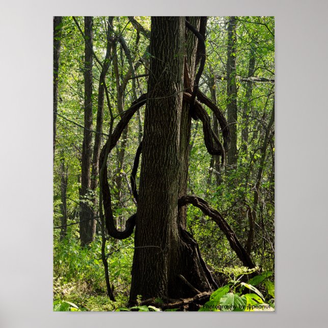 Poster L'affiche du bois (Devant)