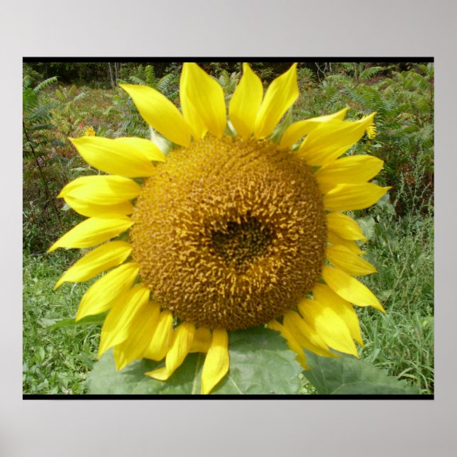 Poster L'affiche du géant SUNFLOWER (Devant)