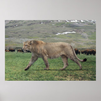 Poster L'affiche du lion américain (Panthera atrox)