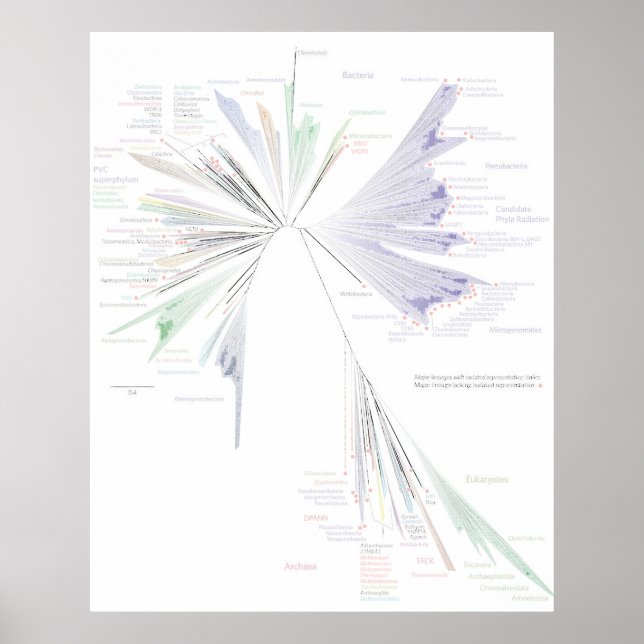 Poster L'affiche New Tree Of Life (GRAND) (Devant)