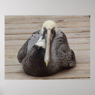 Poster L'affiche Ornery Pelican