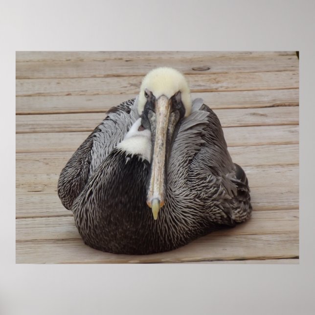 Poster L'affiche Ornery Pelican (Devant)