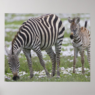 Poster L'Afrique. La Tanzanie. Mère et colt de zèbre à