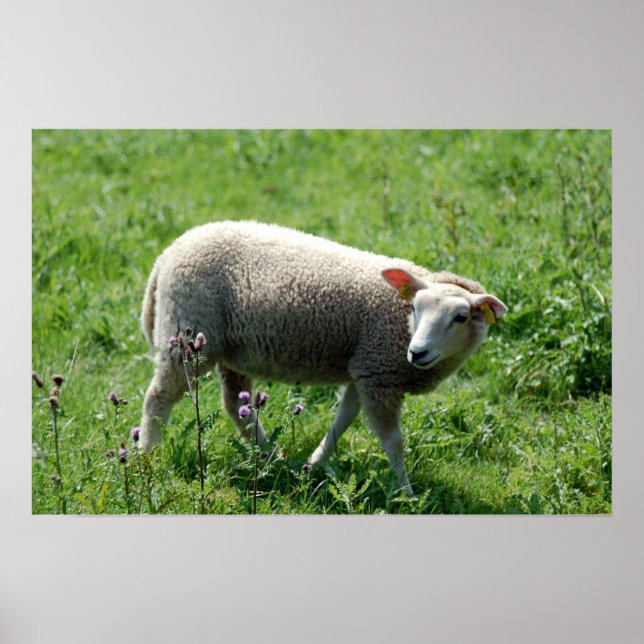Poster L'Agneau (Devant)