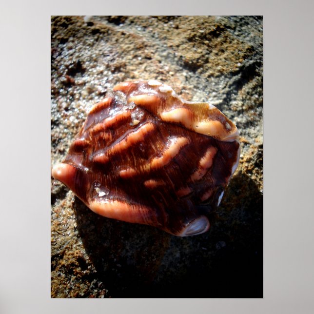 Poster Laguna Sea Shell sur une roche (Devant)