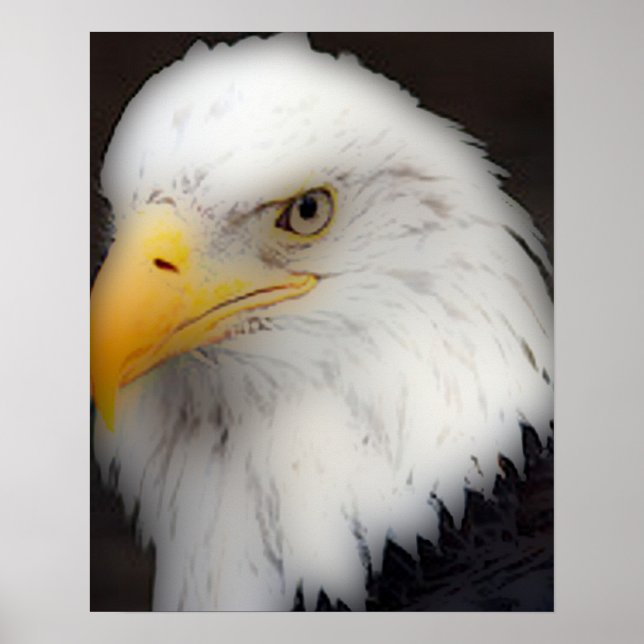 Poster 'L'aigle à tête blanche américain en portrait' (Devant)