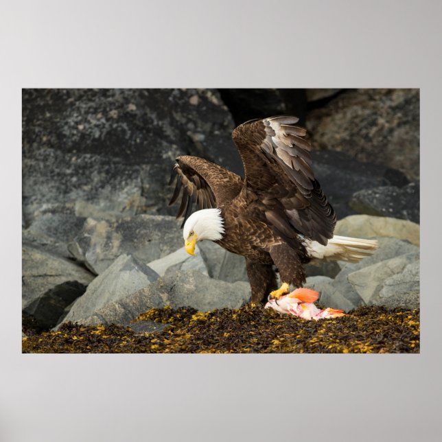 Poster L'aigle chauve ultime (Devant)