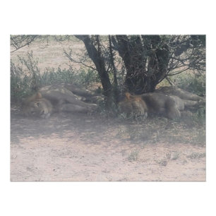 Poster Laissez les lions endormis se coucher