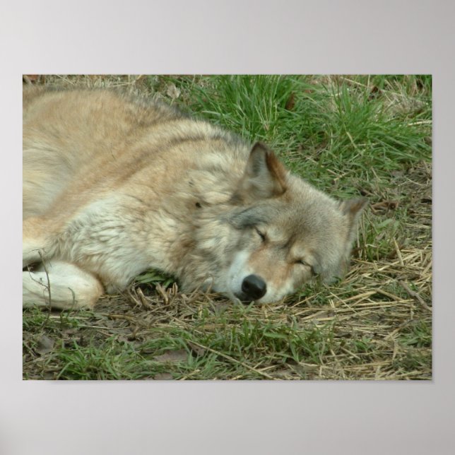 Poster laissez les loups dormir mentir (Devant)