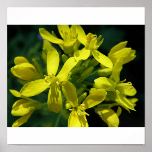 Poster laitue fleurs photo agrandissement
