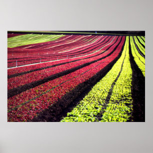 Poster Laitue rouge et verte, Comté de San Luis Obispo, C