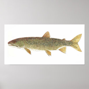 Poster Lake Trout Watercolor Print