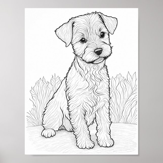 Poster Lakeland Terrier Chien Adult Coloration (Devant)