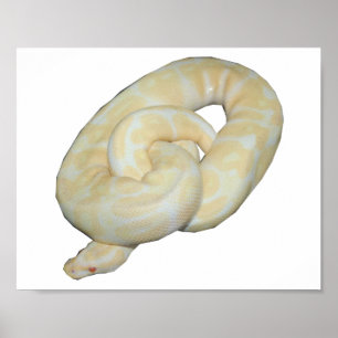 Poster L'albinos gaffent l'abeille