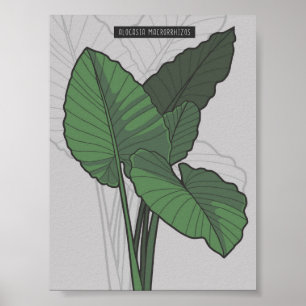 Poster L'Alocasia Macrorrhizos Giant Taro projette