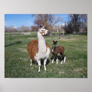 Poster Lama Mama et Llama Baby
