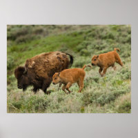 Lamar Valley Mini Stampede