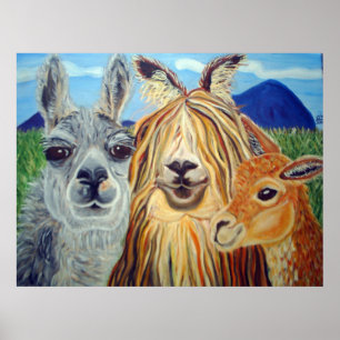 POSTER LAMAS DE RÉUNION : LAMA, ALPAGA, VIGOGNE ! ! !