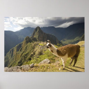Poster Lamas et un regard sur Machu Picchu,