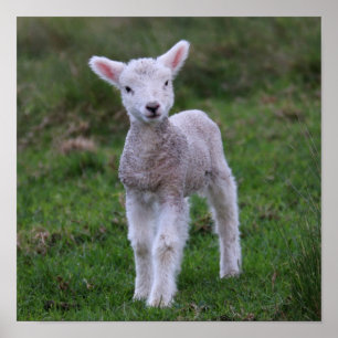 Poster Lamb Bébé Mouton ferme animal