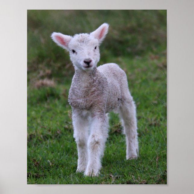 Poster Lamb Bébé Mouton ferme animal (Devant)
