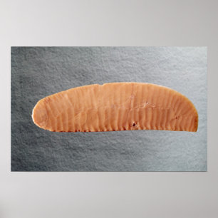 Poster Lame de couteau