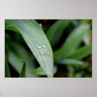 Poster Lames de laiton couvertes de pluie