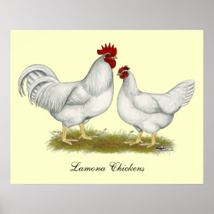 Poster Lamona Chickens