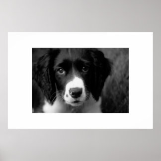Poster L'amour des chiots