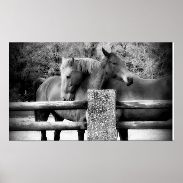 Poster L'amour du cheval ! Deux chevaux se serrant dans l (Devant)