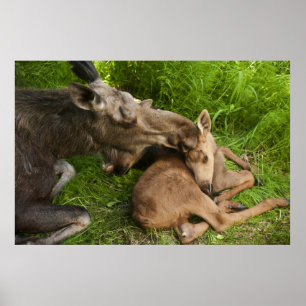 Poster L'amour d'une mère