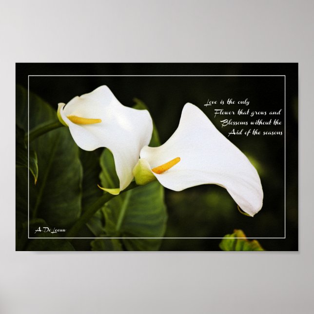 Poster L'amour est la seule fleur (Devant)