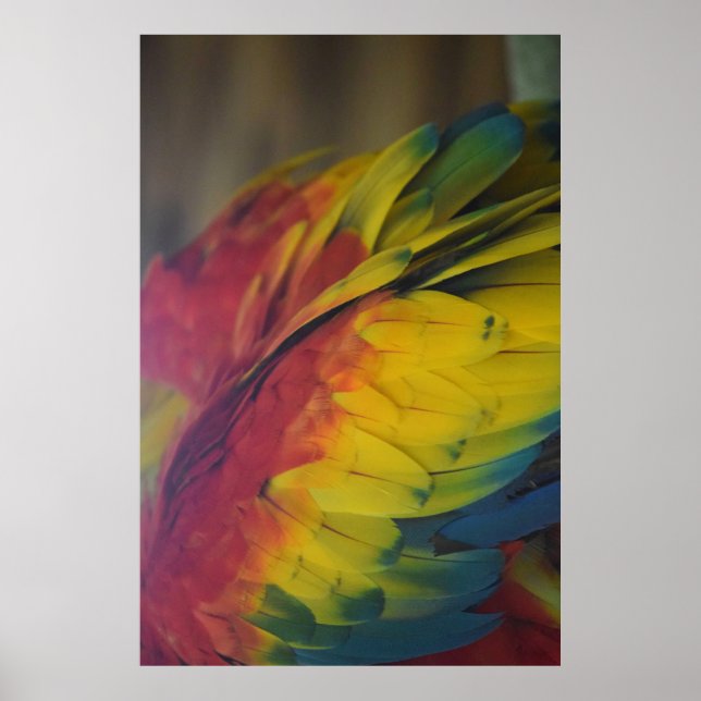 Poster L'amour guacamaya (Devant)