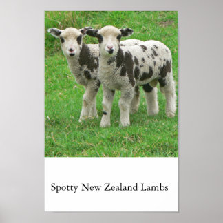 Poster Lampes NZ
