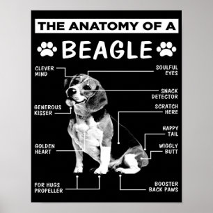 Poster L'anatomie   Chien Beagle   Chien drôle
