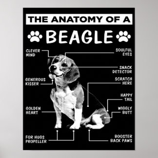 Poster L'anatomie | Chien Beagle | Chien drôle