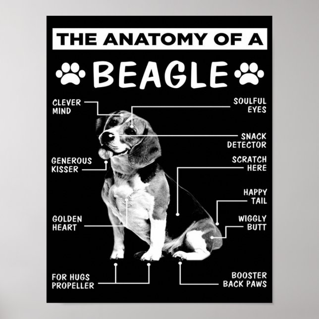 Poster L'anatomie | Chien Beagle | Chien drôle (Devant)