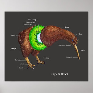 Poster L'anatomie d'un Kiwi