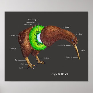 Poster L'anatomie d'un Kiwi