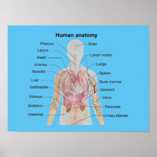 Poster L'anatomie humaine
