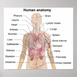 Poster L'anatomie humaine