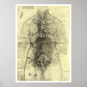 Poster L'anatomie humaine de Léonard de Vinci, Torse fémi
