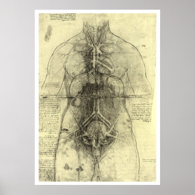 Poster L'anatomie humaine de Léonard de Vinci, Torse fémi (Devant)
