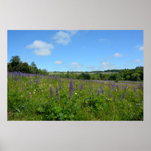 Poster Landscape with lupins  -