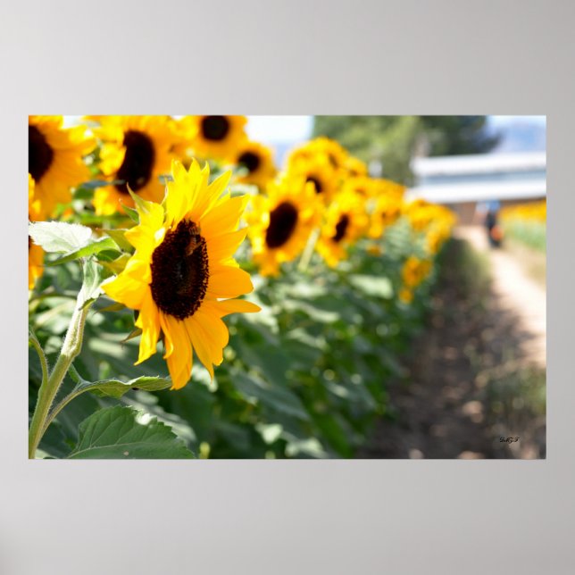Poster Lane des tournesols (Devant)