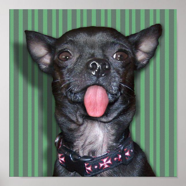 Poster Langue Chihuahua Chien (Devant)